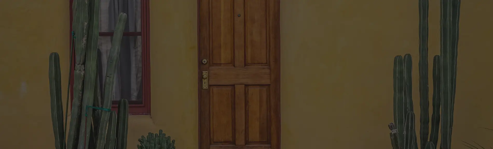 The front door of a yellow stucco house with two oregon pipe cactus flanking the brown door.